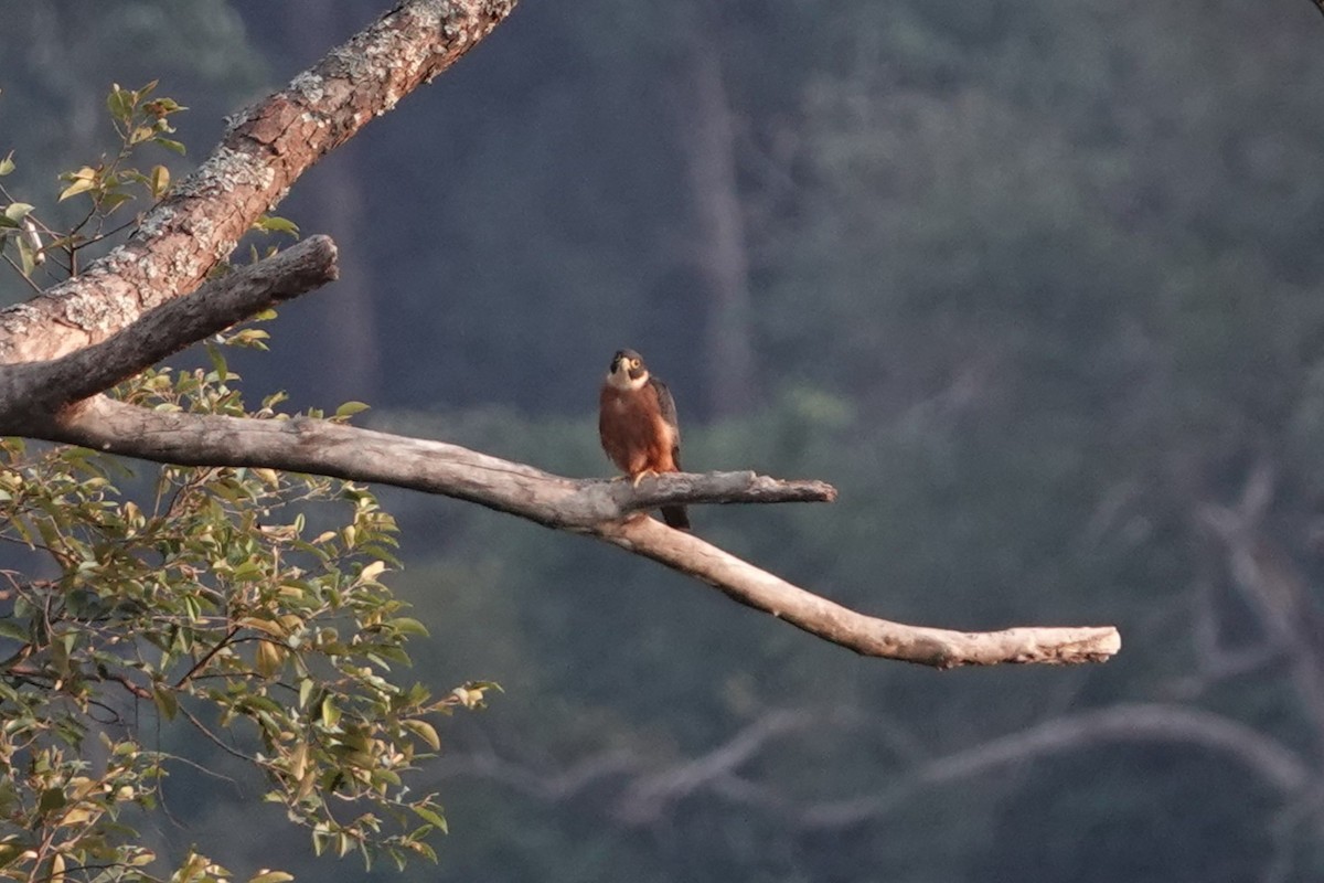 Asya Delice Doğanı - ML644257186