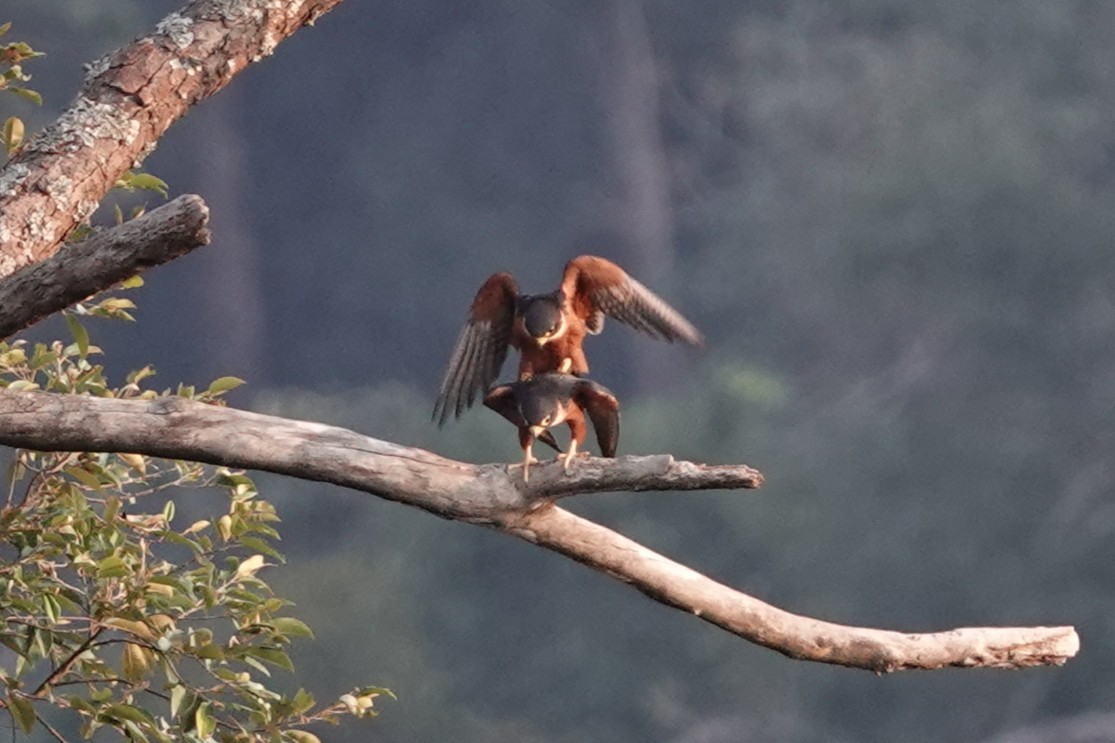 Asya Delice Doğanı - ML644257187