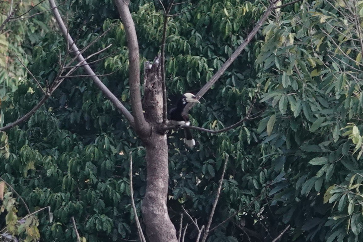 キタカササギサイチョウ - ML644257188