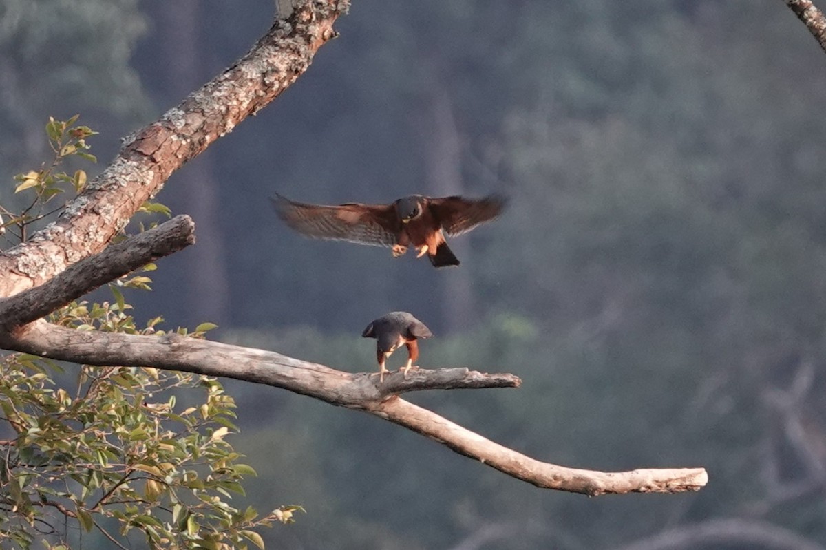 Asya Delice Doğanı - ML644257189