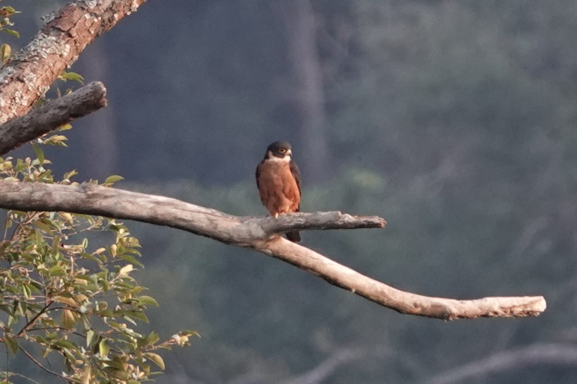 Asya Delice Doğanı - ML644257190