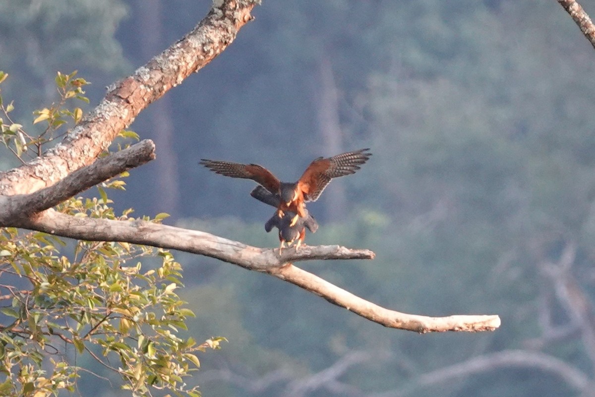 Asya Delice Doğanı - ML644257192