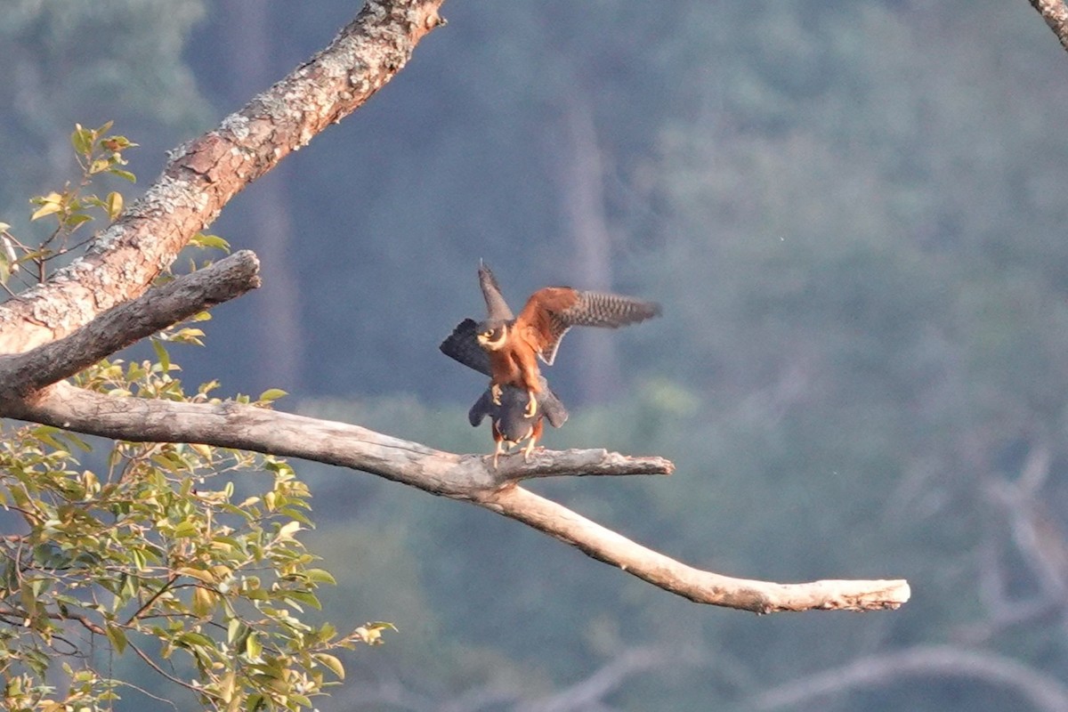 Asya Delice Doğanı - ML644257194