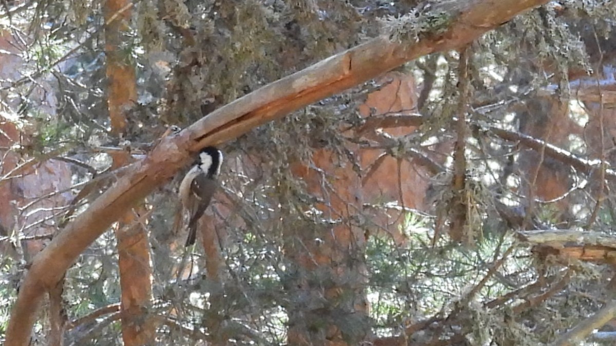 ヒガラ - ML644257196