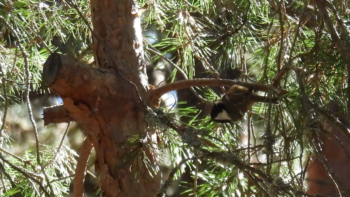 ヒガラ - ML644257197