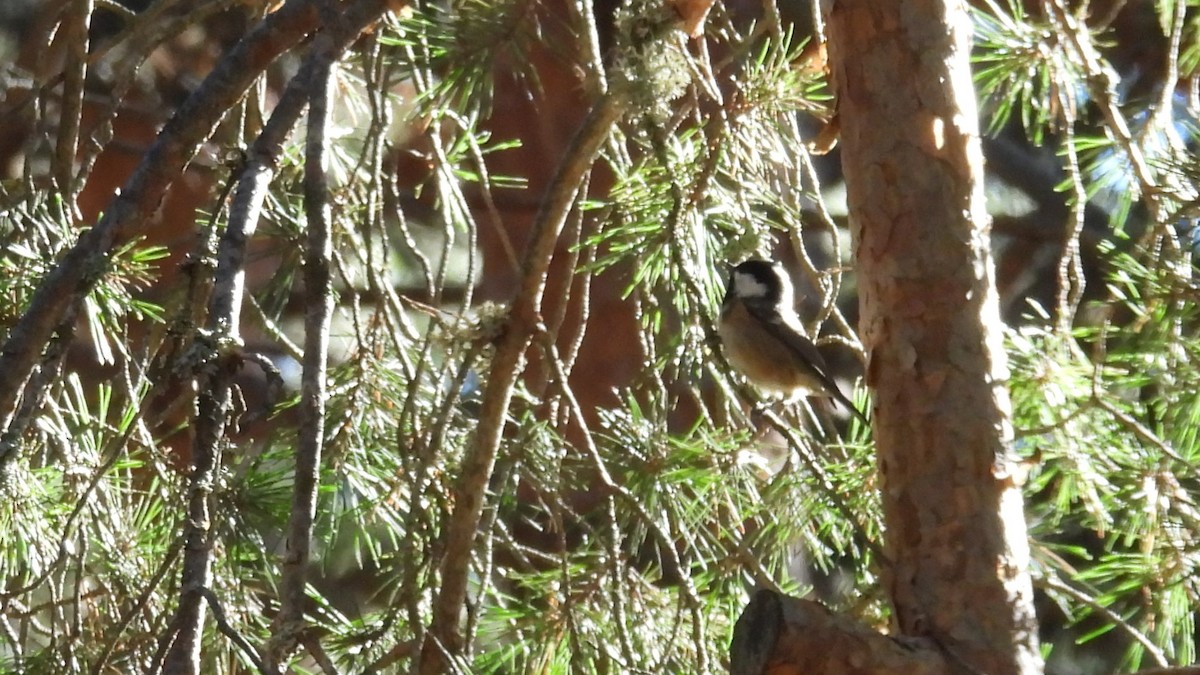 ヒガラ - ML644257199