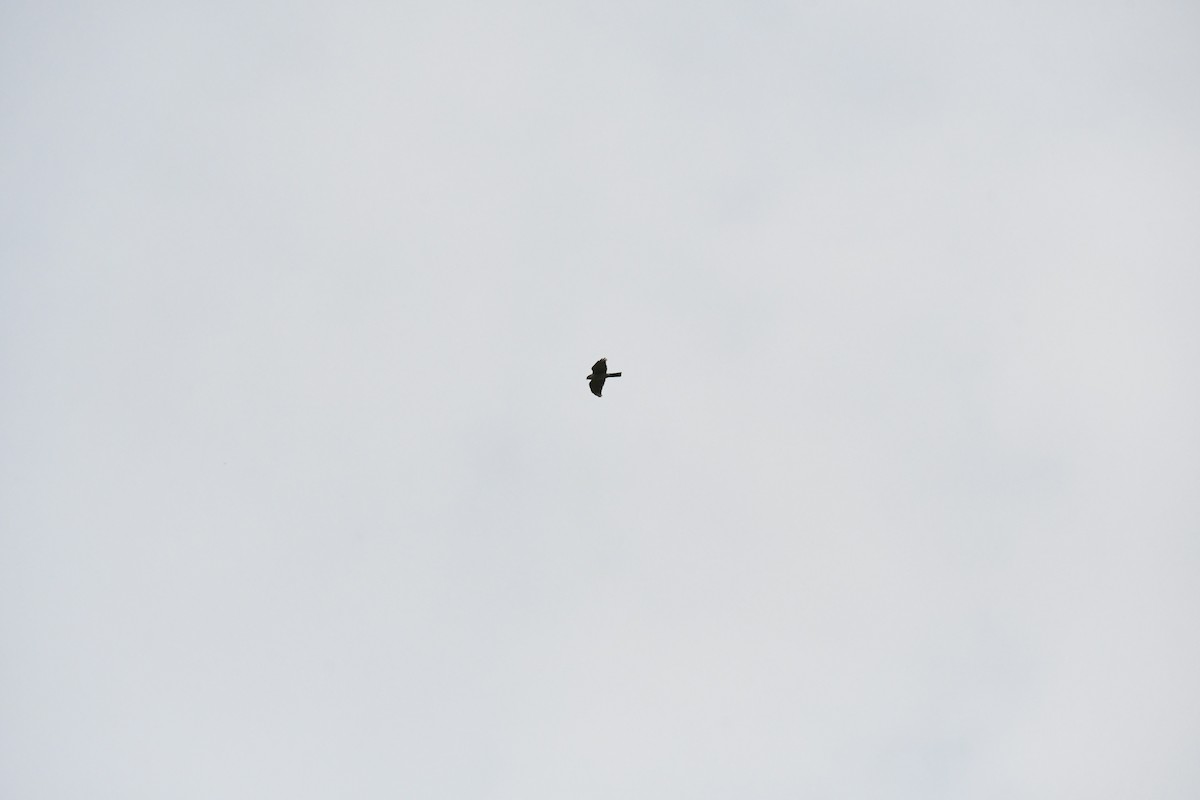 krahujec menší - ML644257202