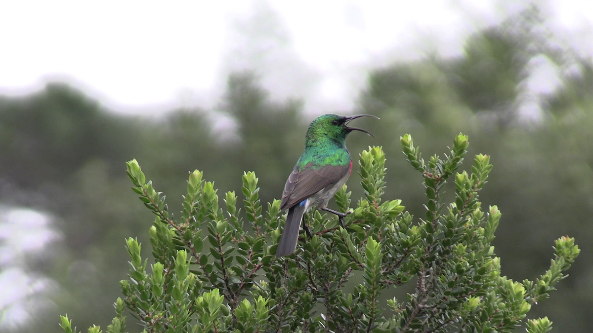 Southern Double-collared Sunbird - ML644257217