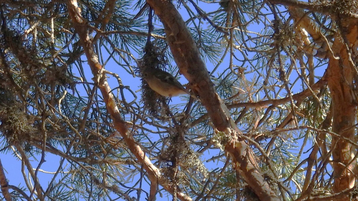 fuglekonge - ML644257224