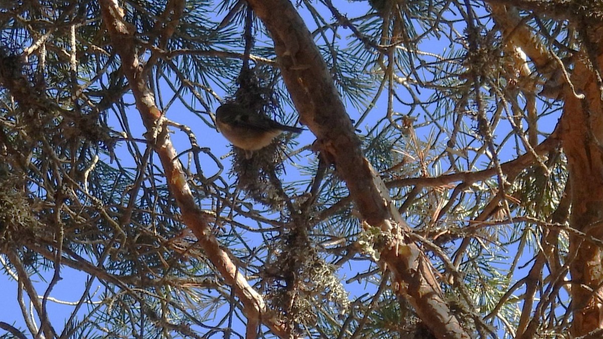 fuglekonge - ML644257225