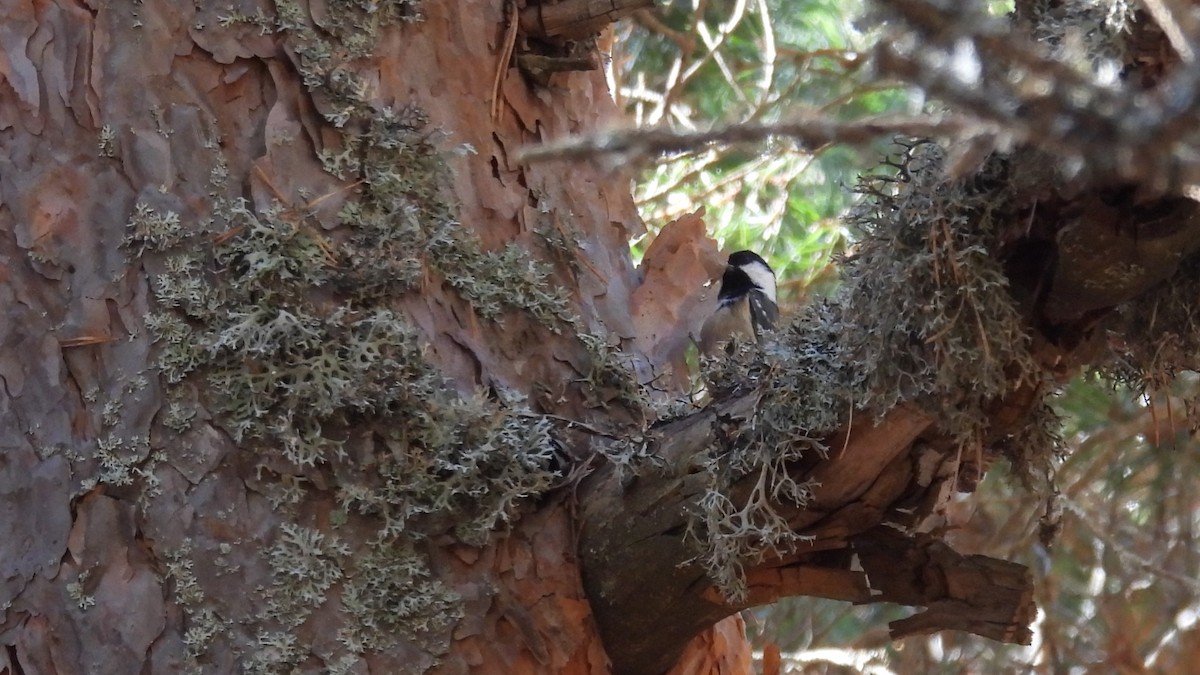 ヒガラ - ML644257230