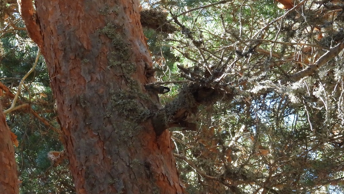 ヒガラ - ML644257231