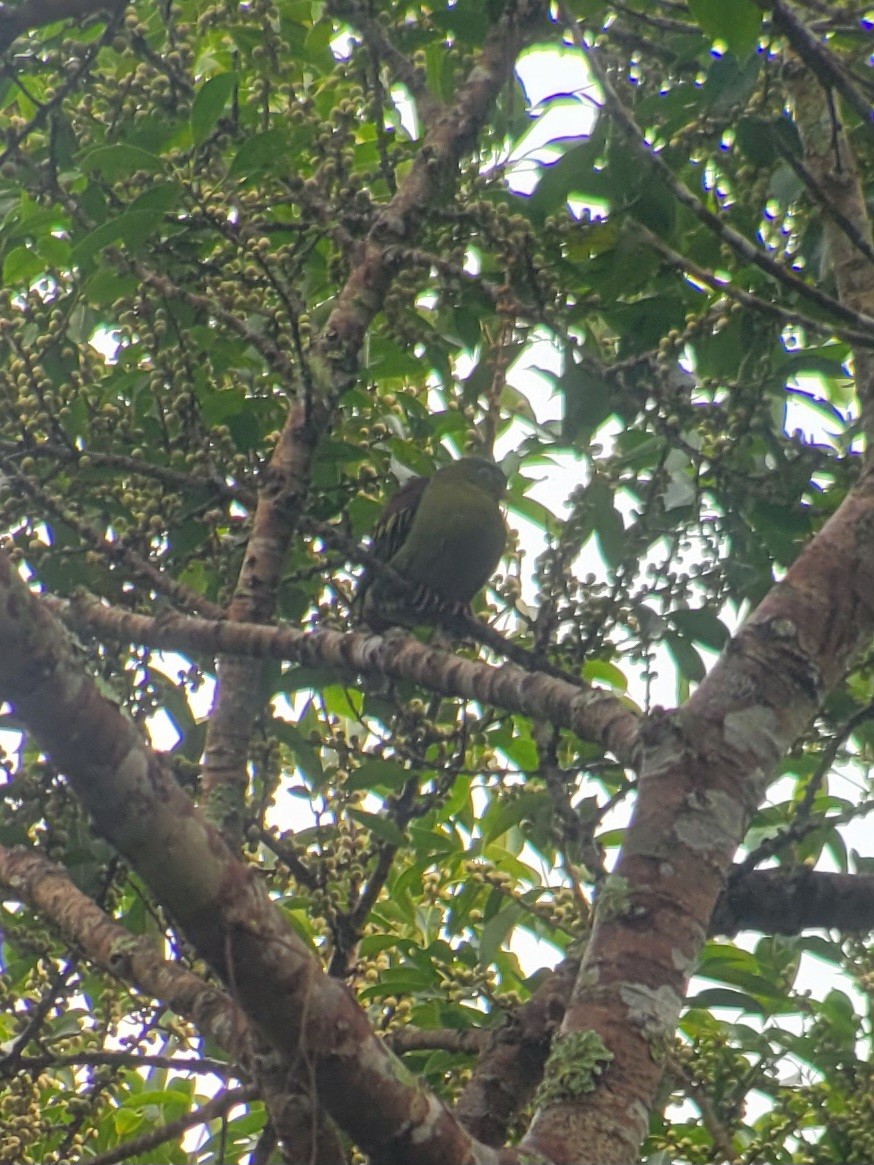 Thick-billed Green-Pigeon - ML644257233