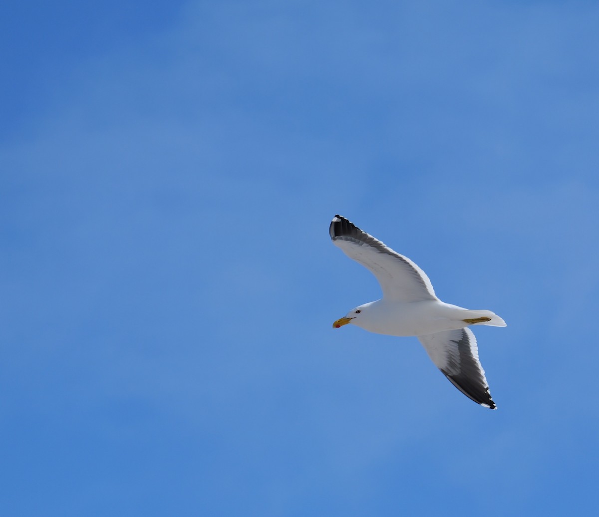 Kelp Gull - ML644257239