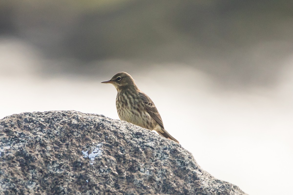 Rock Pipit - ML644257283