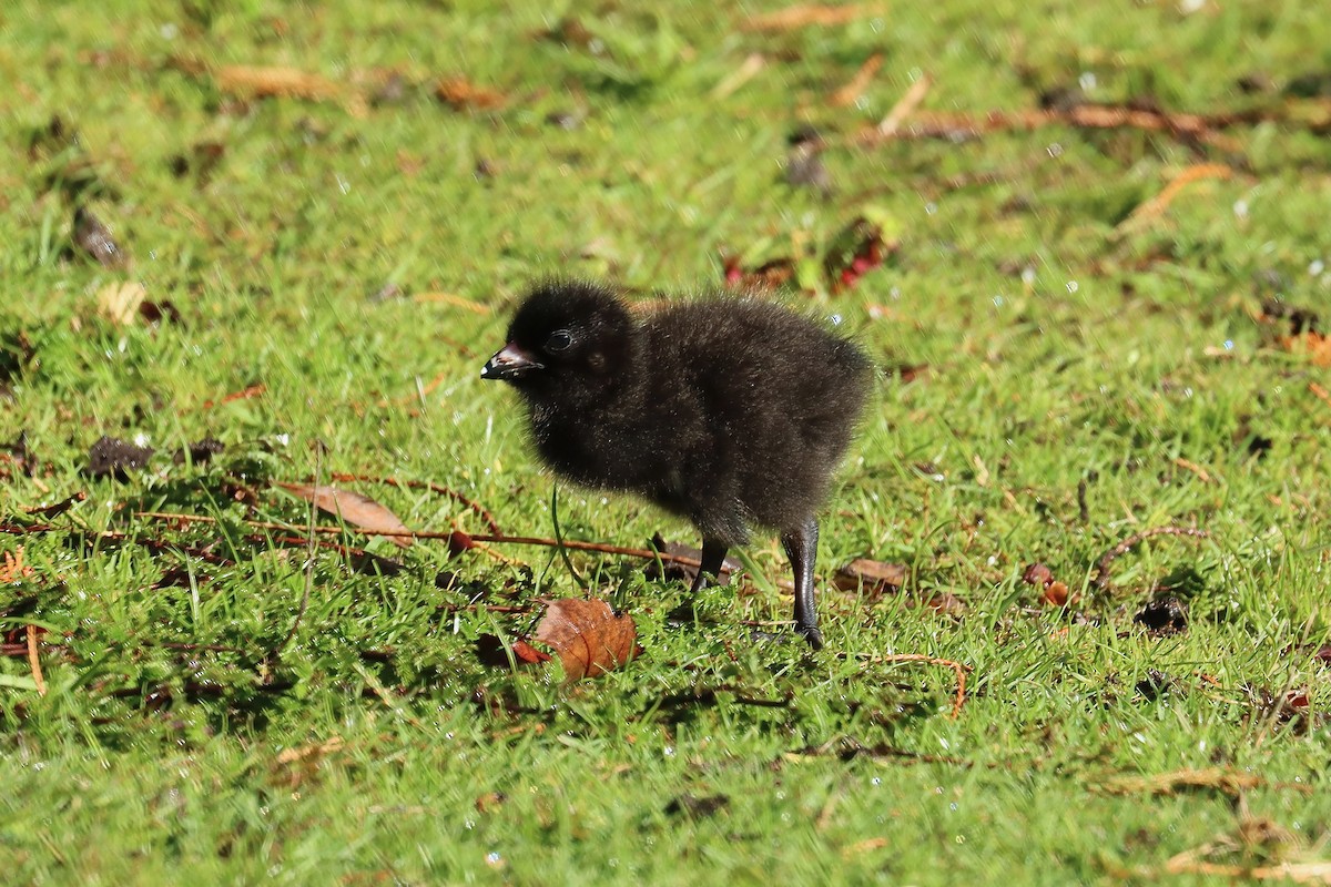 Grünfuß-Teichhuhn - ML644257299
