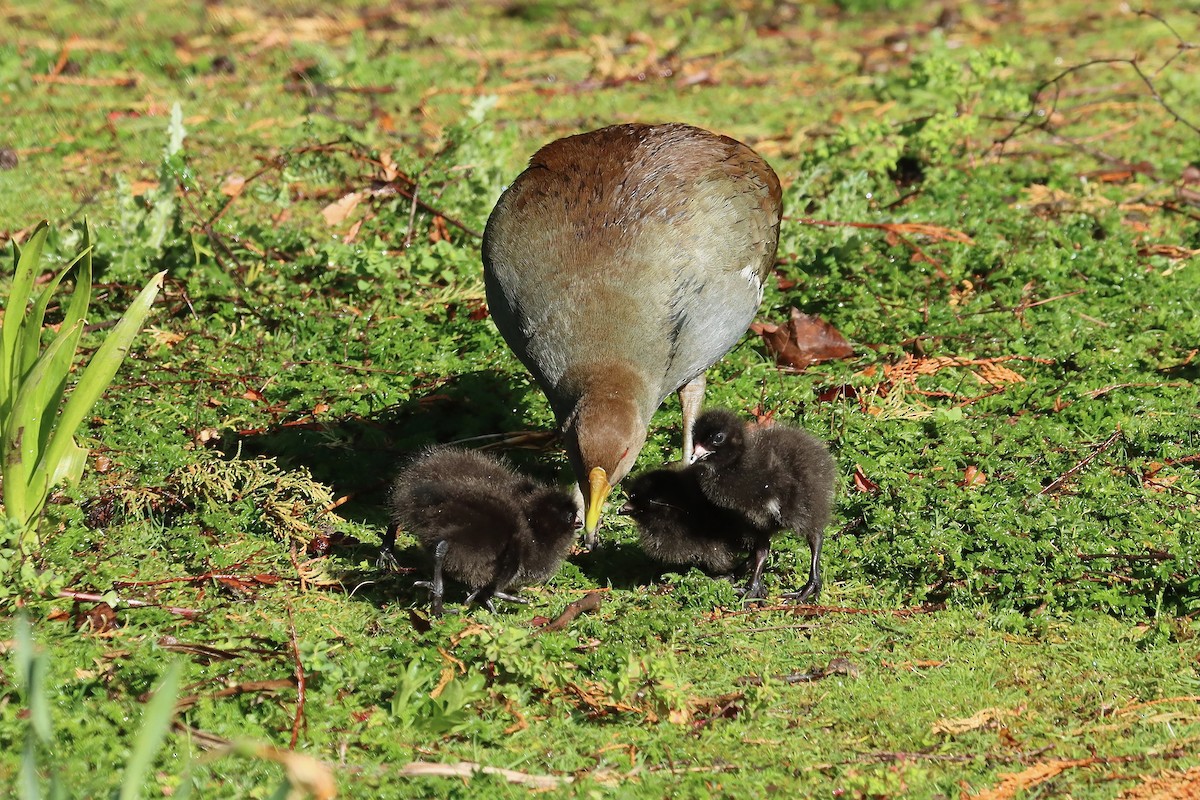 Grünfuß-Teichhuhn - ML644257300