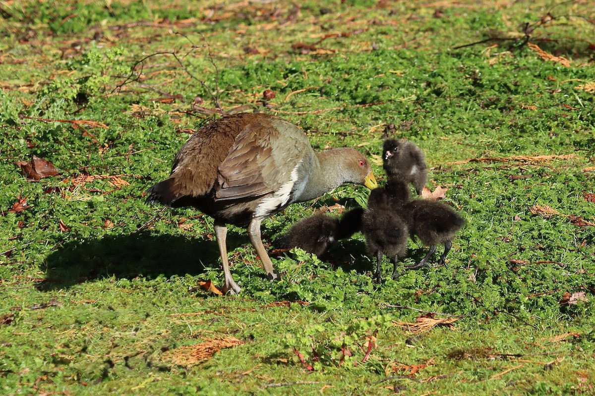 Grünfuß-Teichhuhn - ML644257301