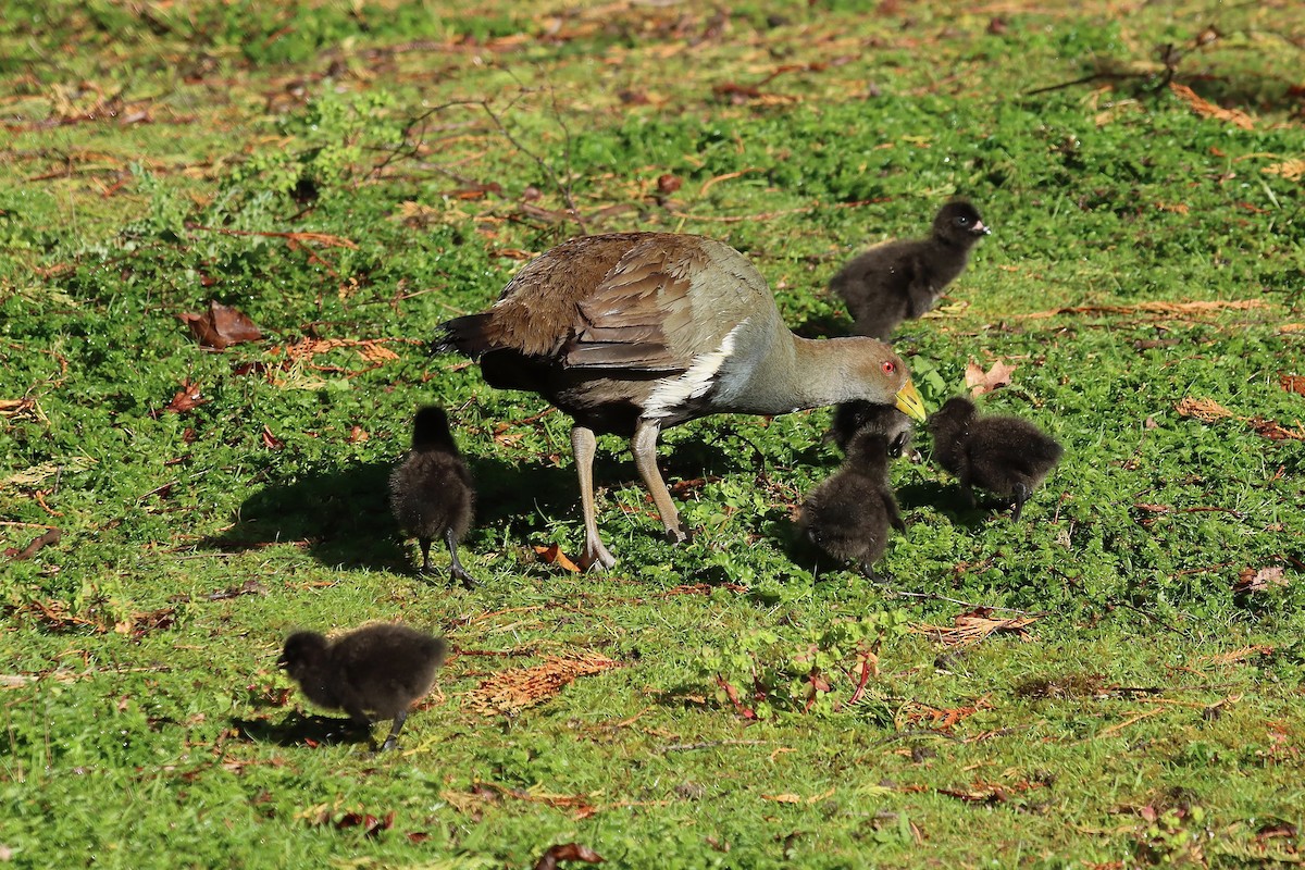 Grünfuß-Teichhuhn - ML644257302
