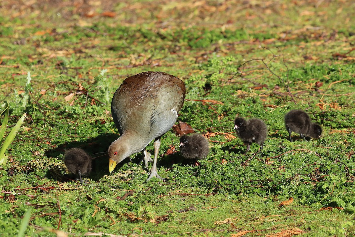 Grünfuß-Teichhuhn - ML644257303