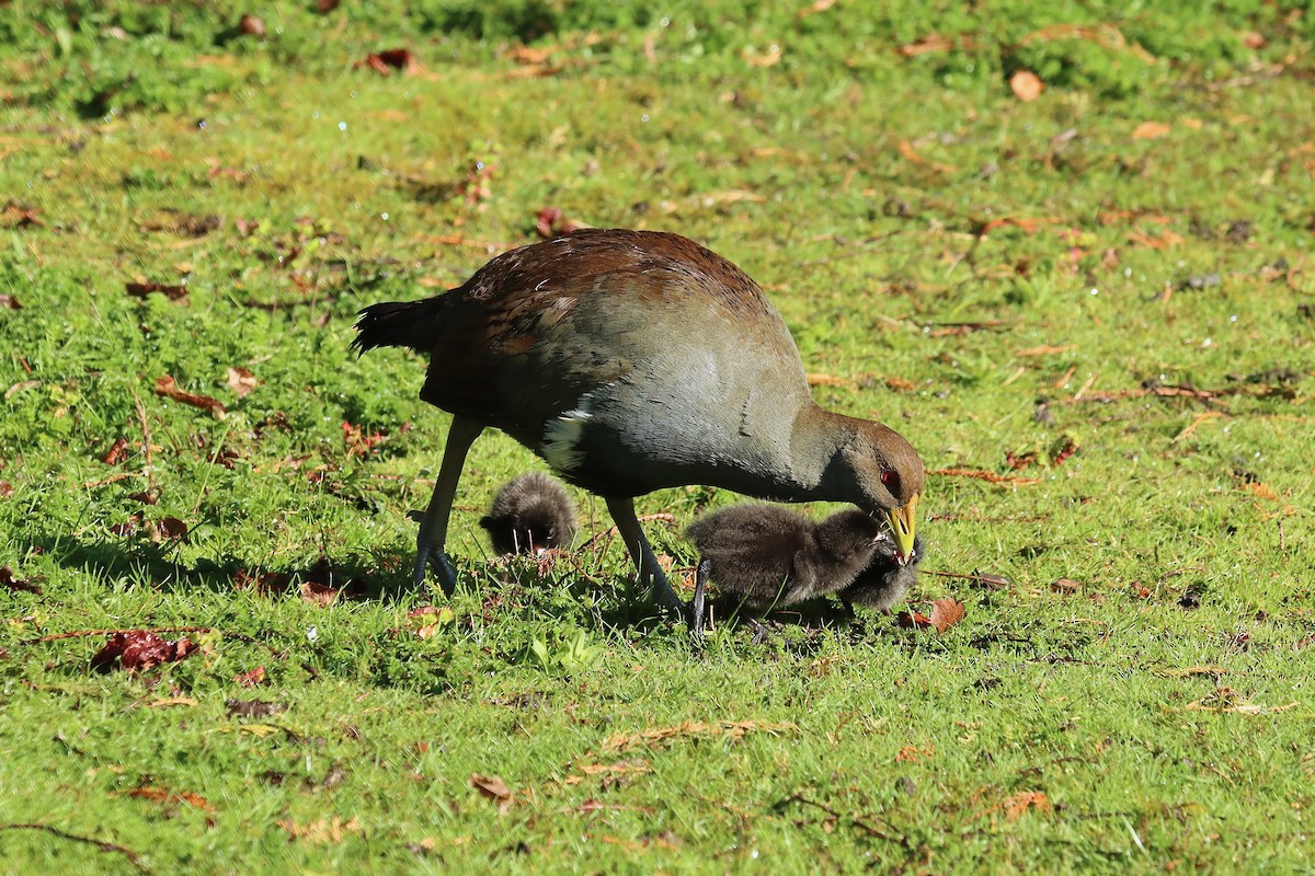 Grünfuß-Teichhuhn - ML644257304