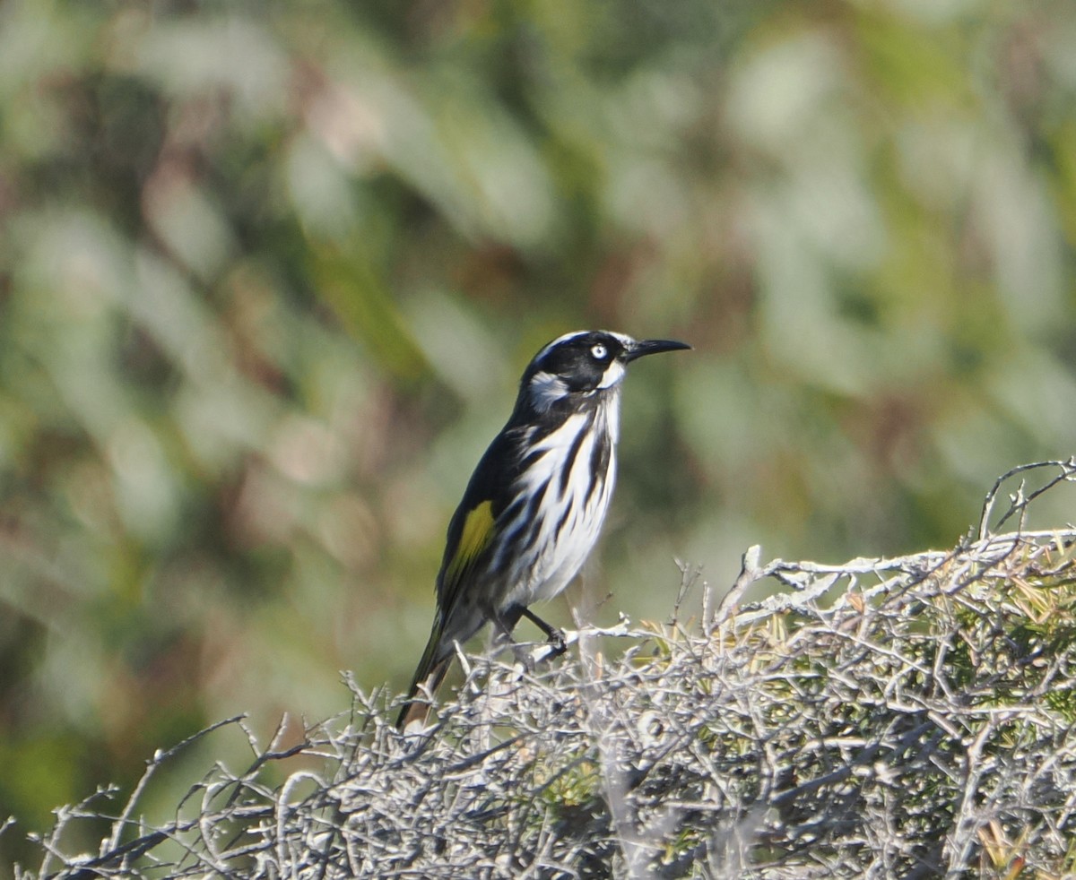 New Holland Honeyeater - ML644257305