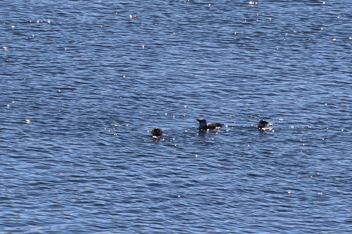 Magellanic Penguin - ML644257317