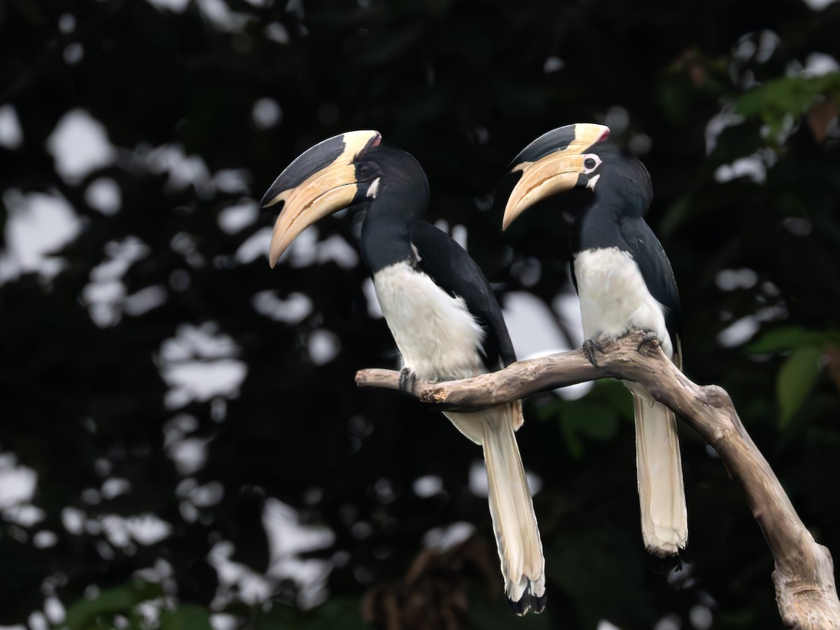 Malabar Pied-Hornbill - ML644257319