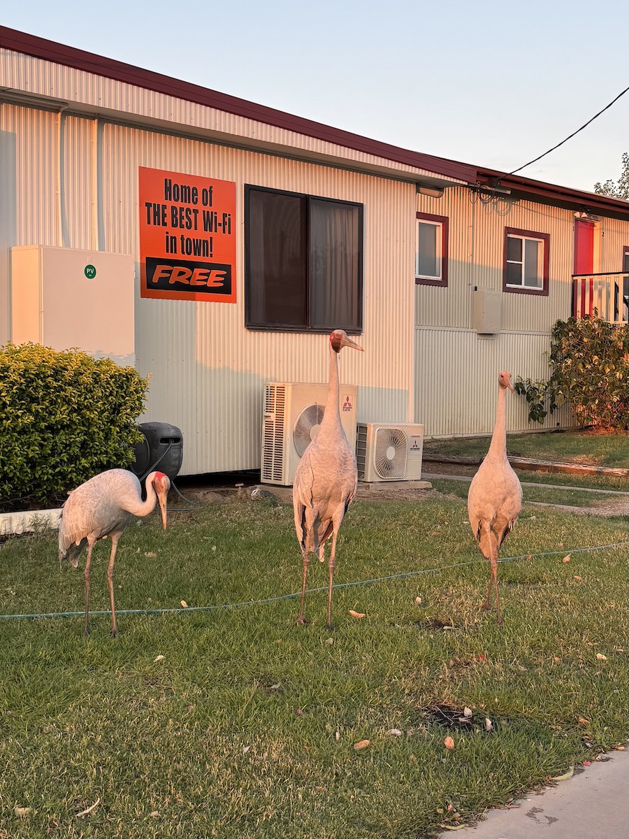 Brolga - ML644257325