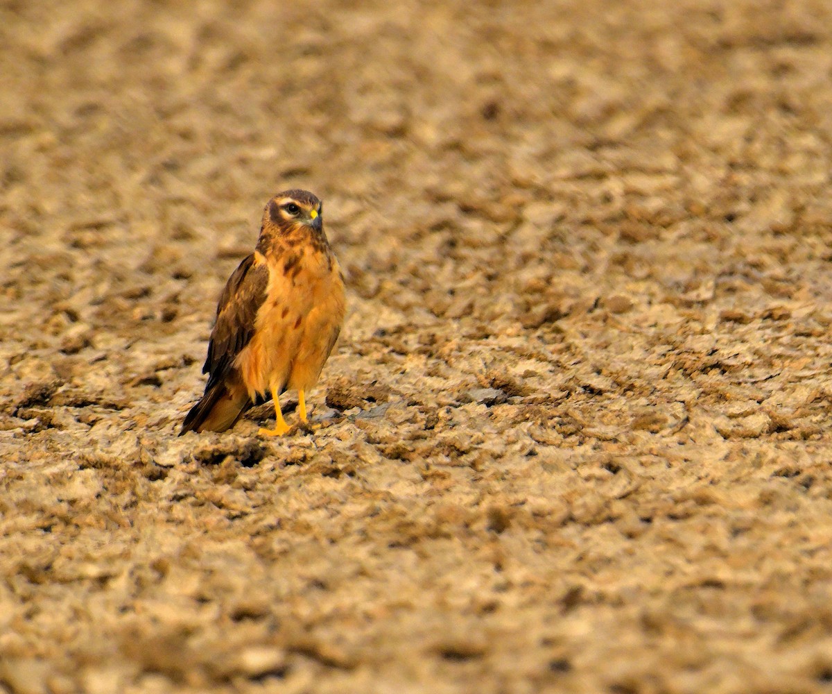 ヒメハイイロチュウヒ - ML644257330