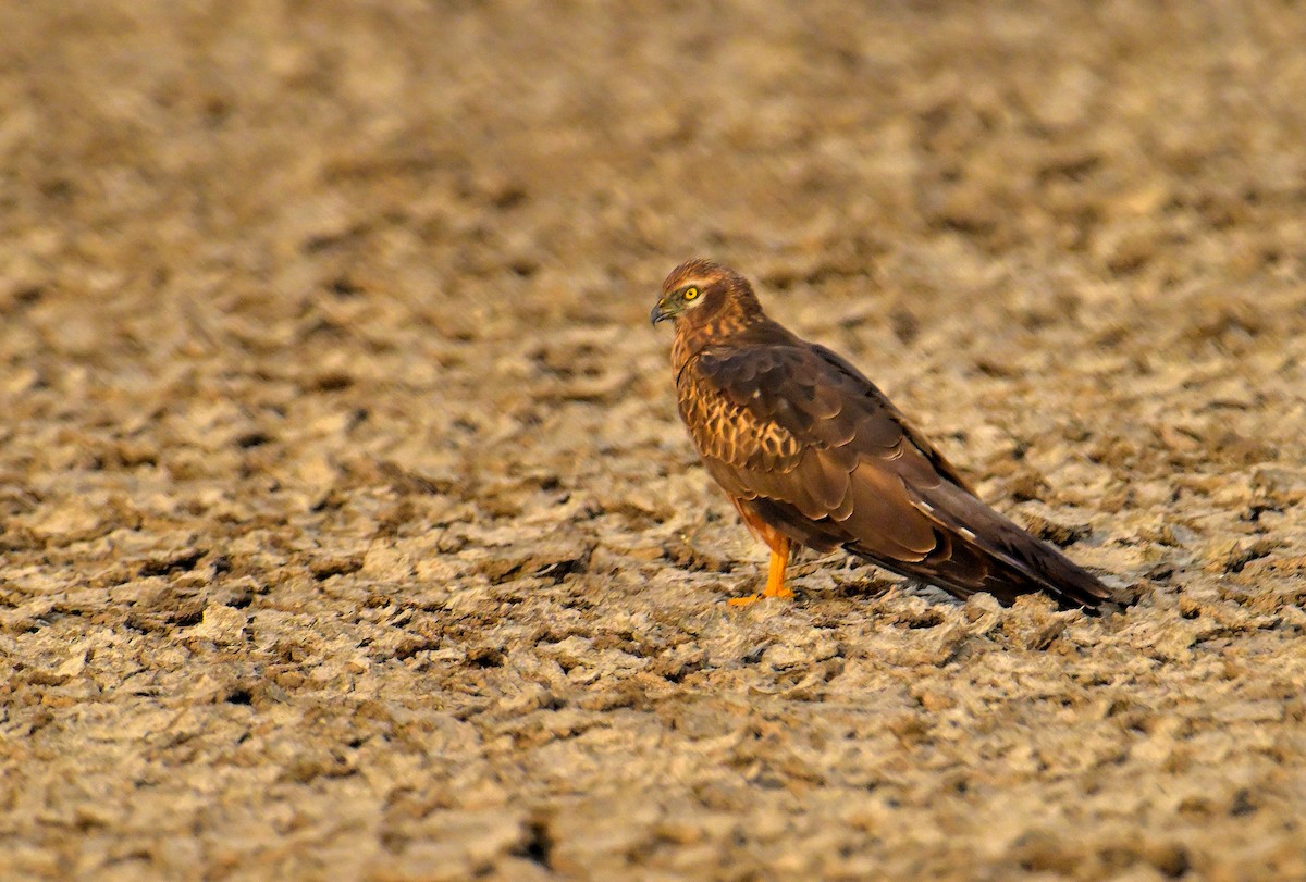 ヒメハイイロチュウヒ - ML644257331