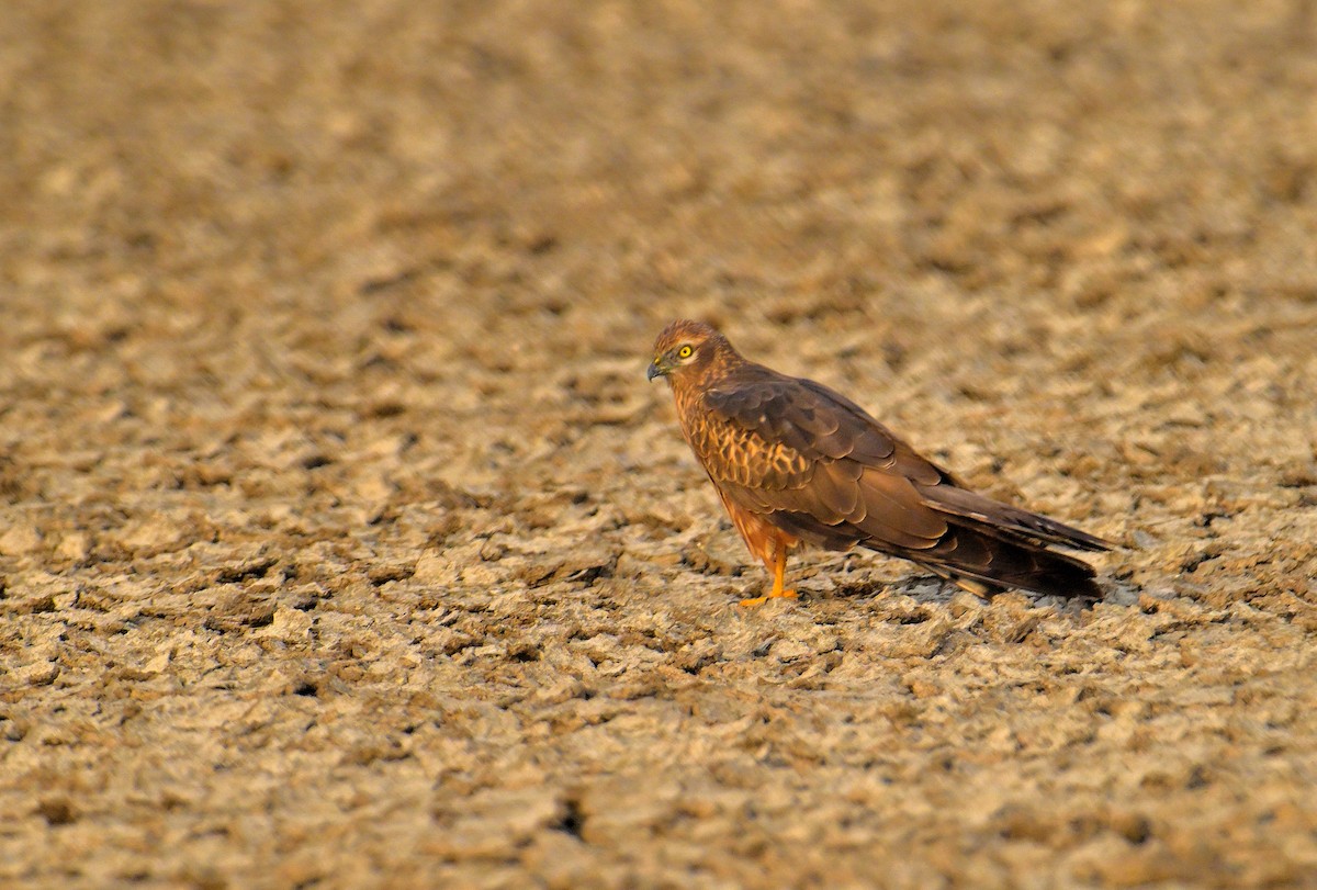 ヒメハイイロチュウヒ - ML644257333