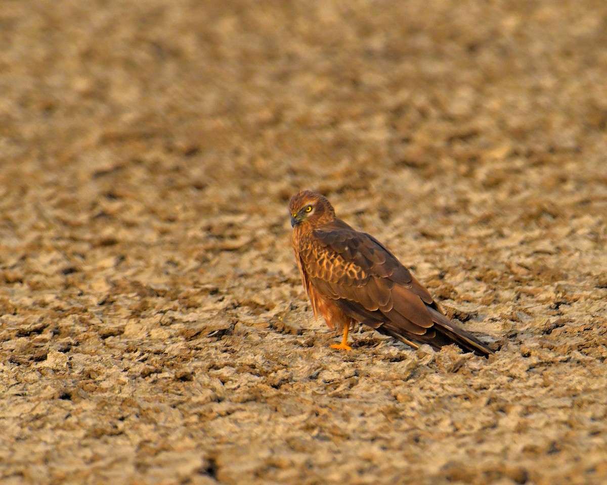 ヒメハイイロチュウヒ - ML644257334