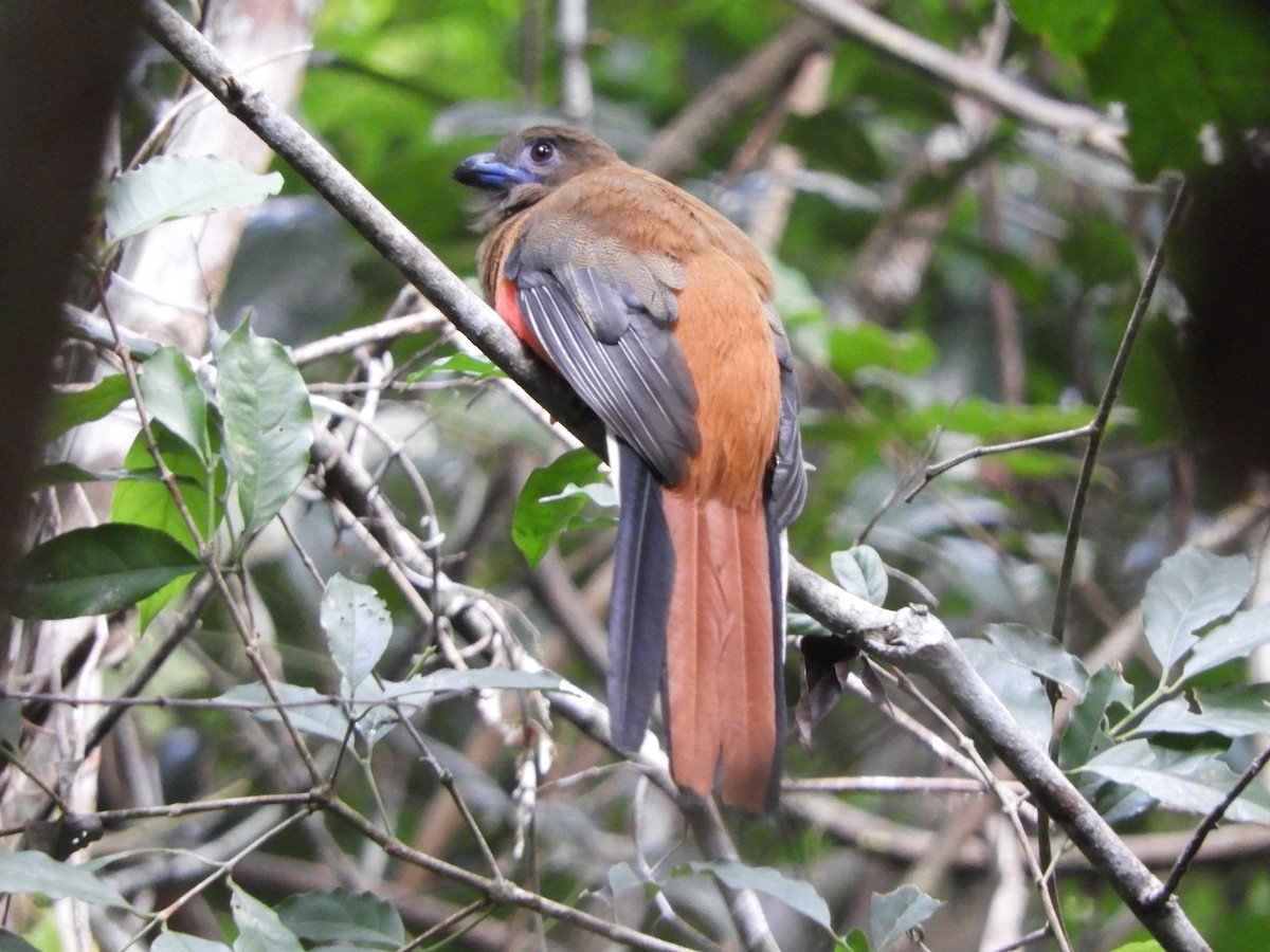 Diard's Trogon - ML644257338