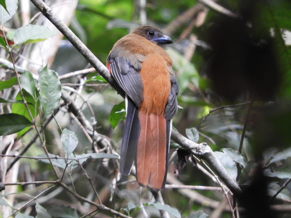 Diard's Trogon - ML644257339