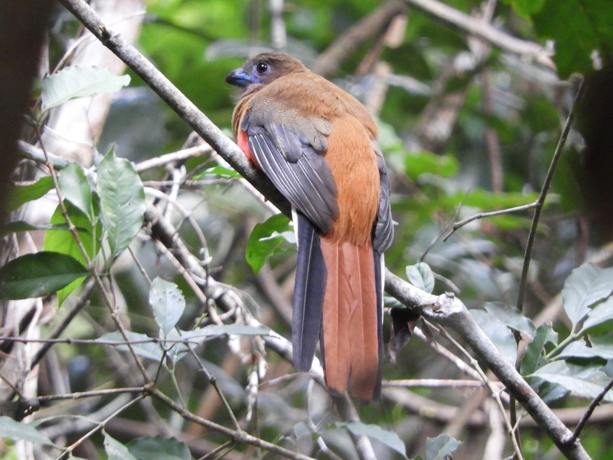 Diard's Trogon - ML644257340