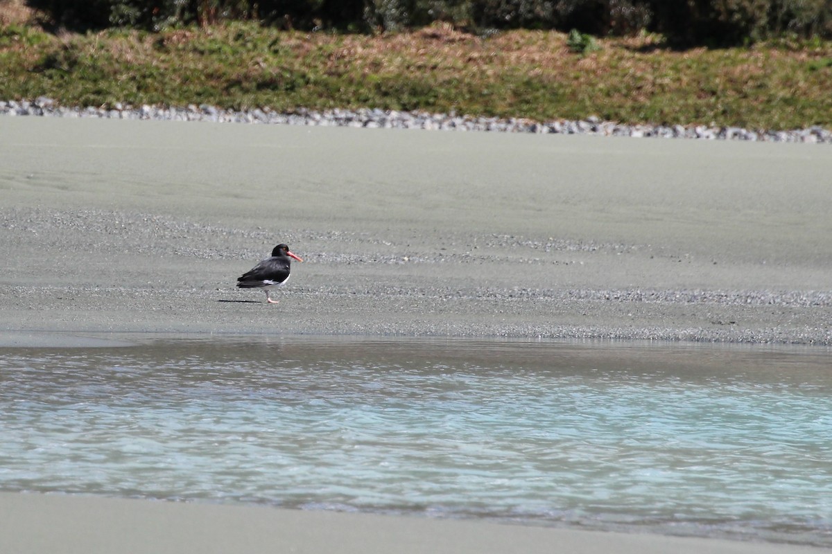 マゼランミヤコドリ - ML644257343