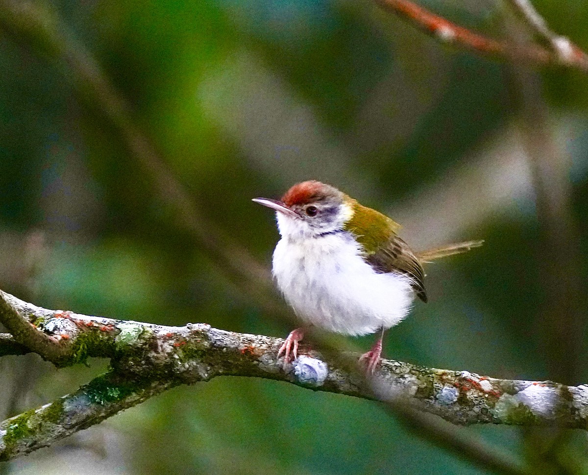 langstjertskredderfugl - ML644257364