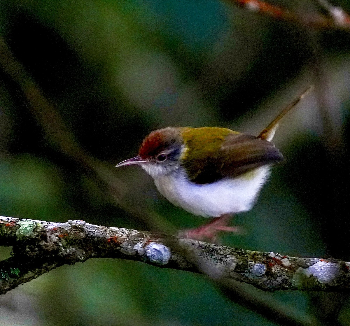 langstjertskredderfugl - ML644257365