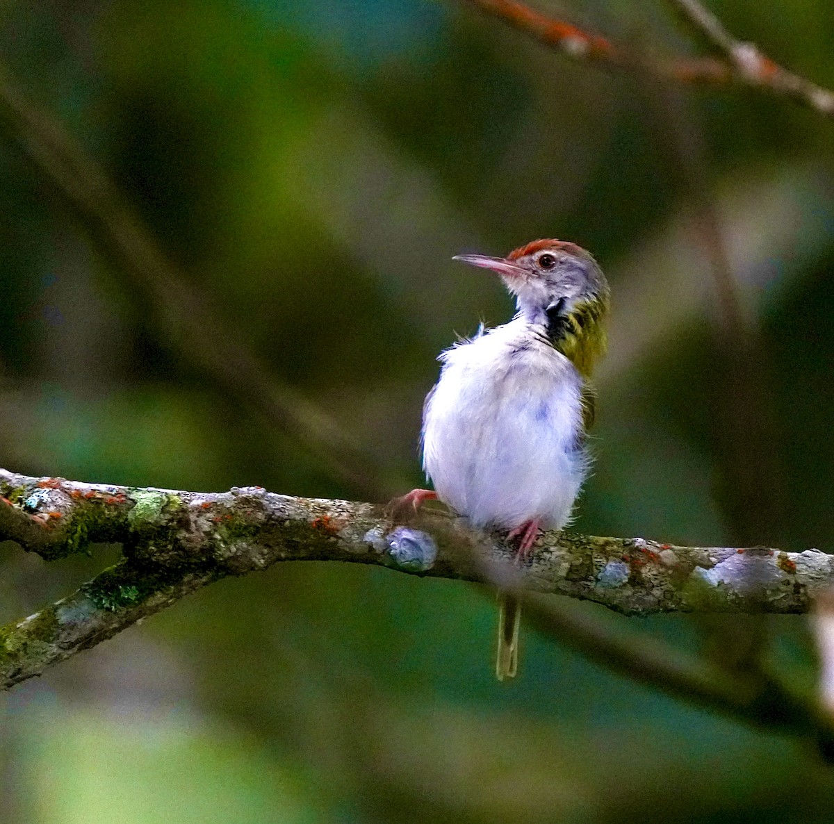 langstjertskredderfugl - ML644257366