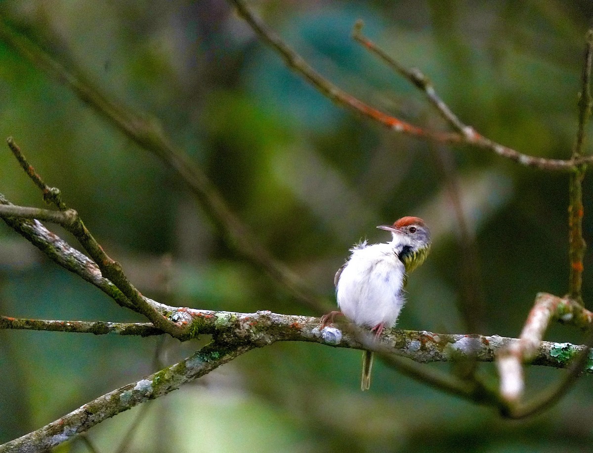 langstjertskredderfugl - ML644257367