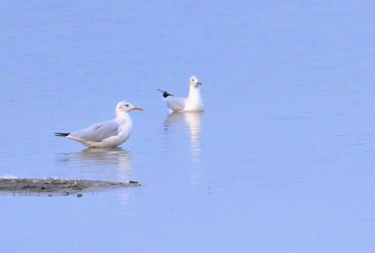 Slender-billed Gull - ML644257375