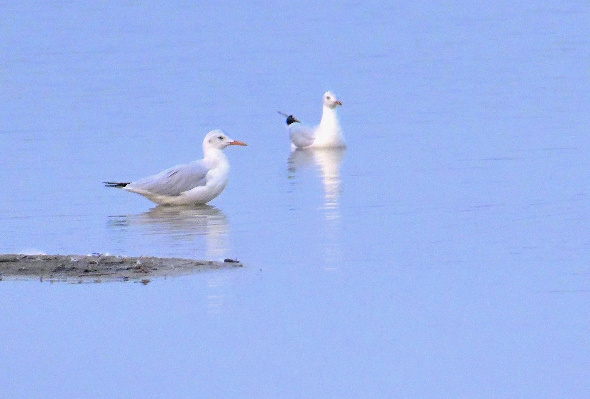 Slender-billed Gull - ML644257376