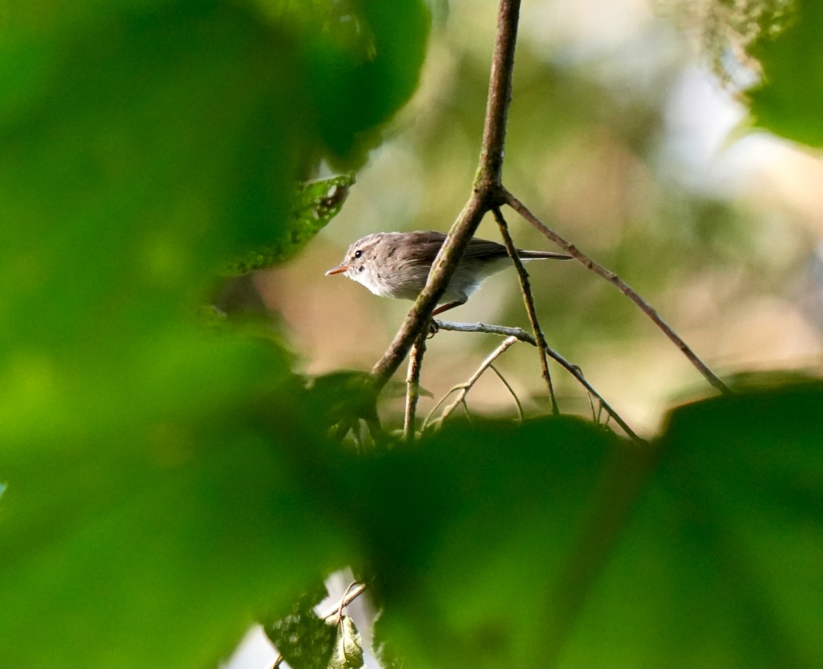 Greenish Warbler - ML644257380