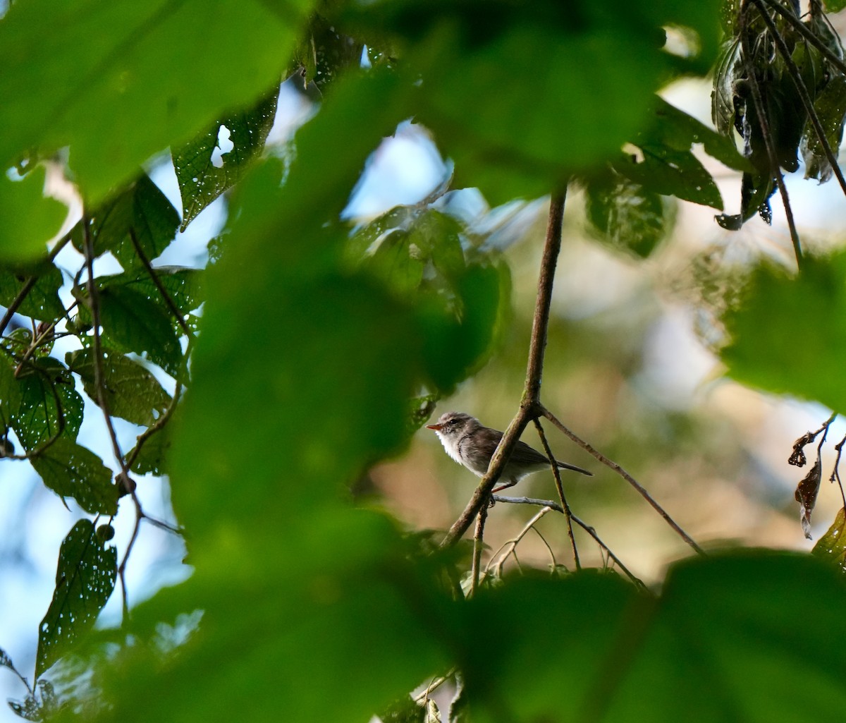 Greenish Warbler - ML644257381