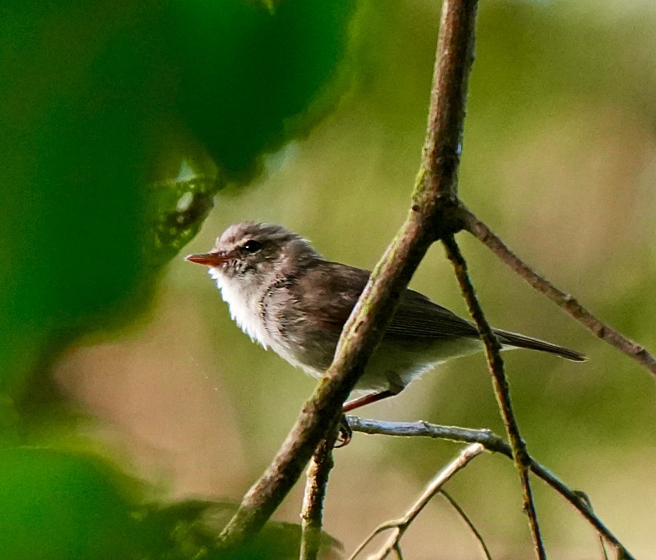 Greenish Warbler - ML644257385