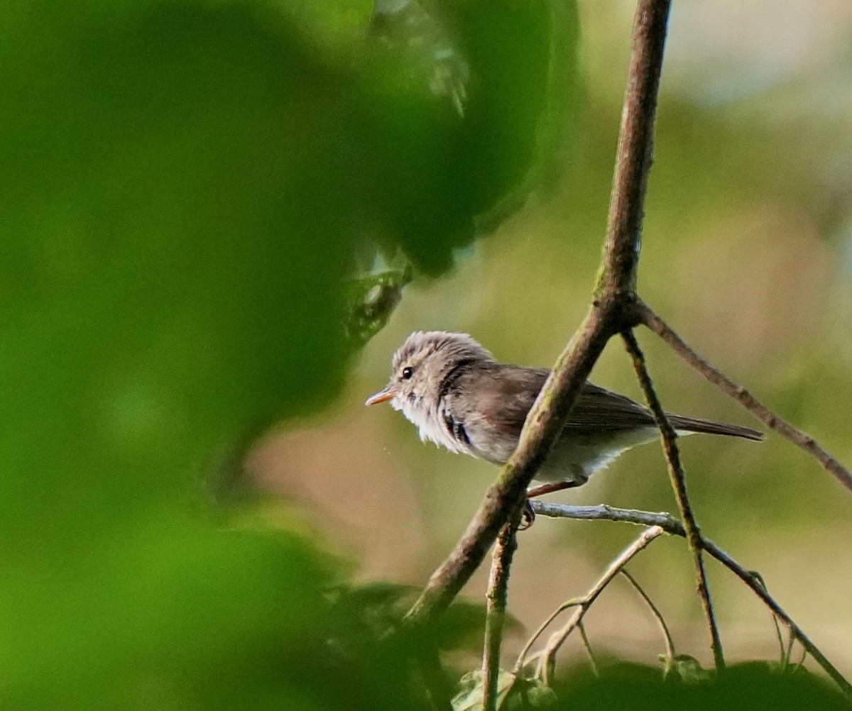 Greenish Warbler - ML644257386