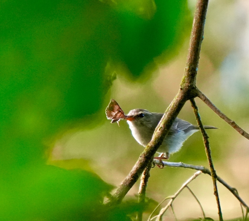 Greenish Warbler - ML644257387