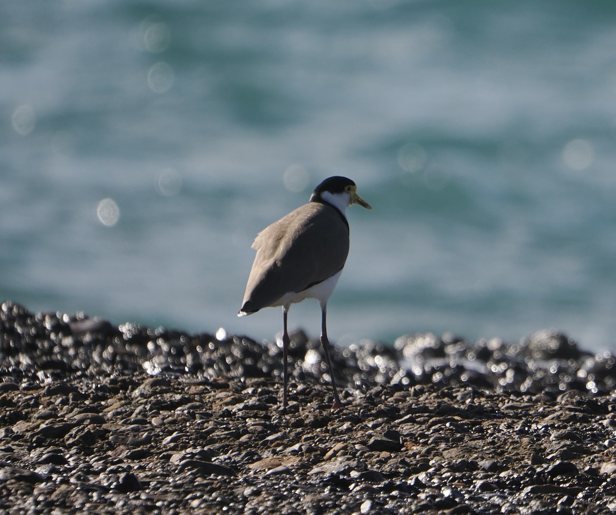 Masked Lapwing - ML644257389
