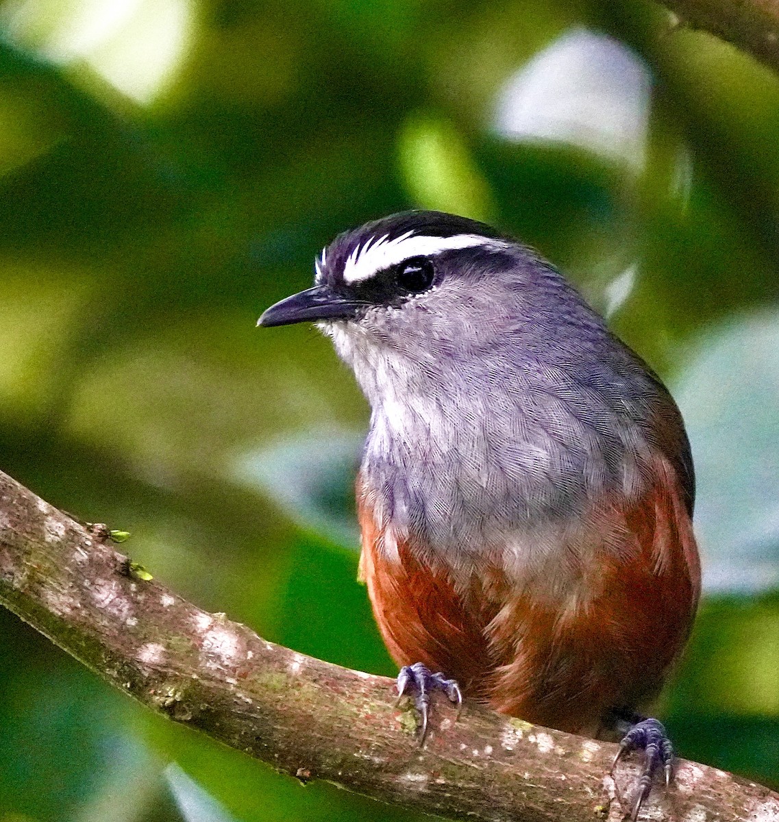 Palani Laughingthrush - ML644257398